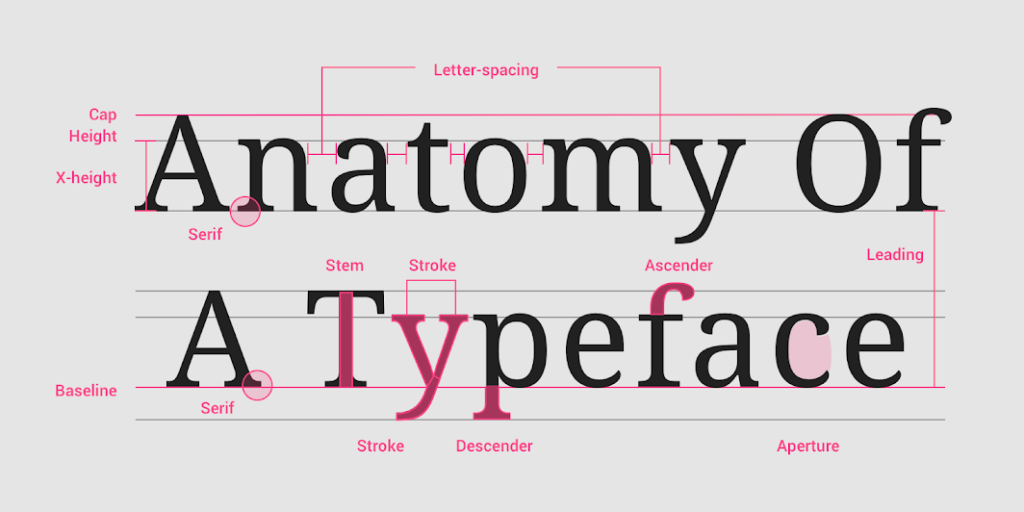 anatomy of typeface