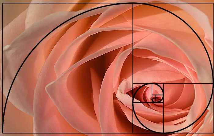 Rose and golden spiral