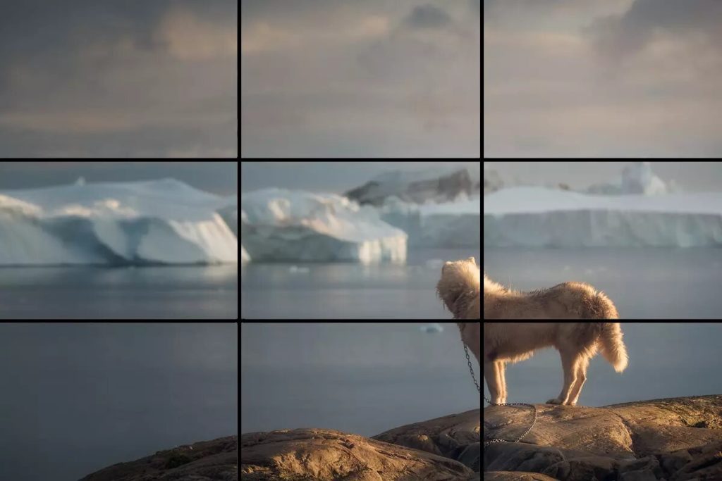 Greenland Husky Rule of Thirds